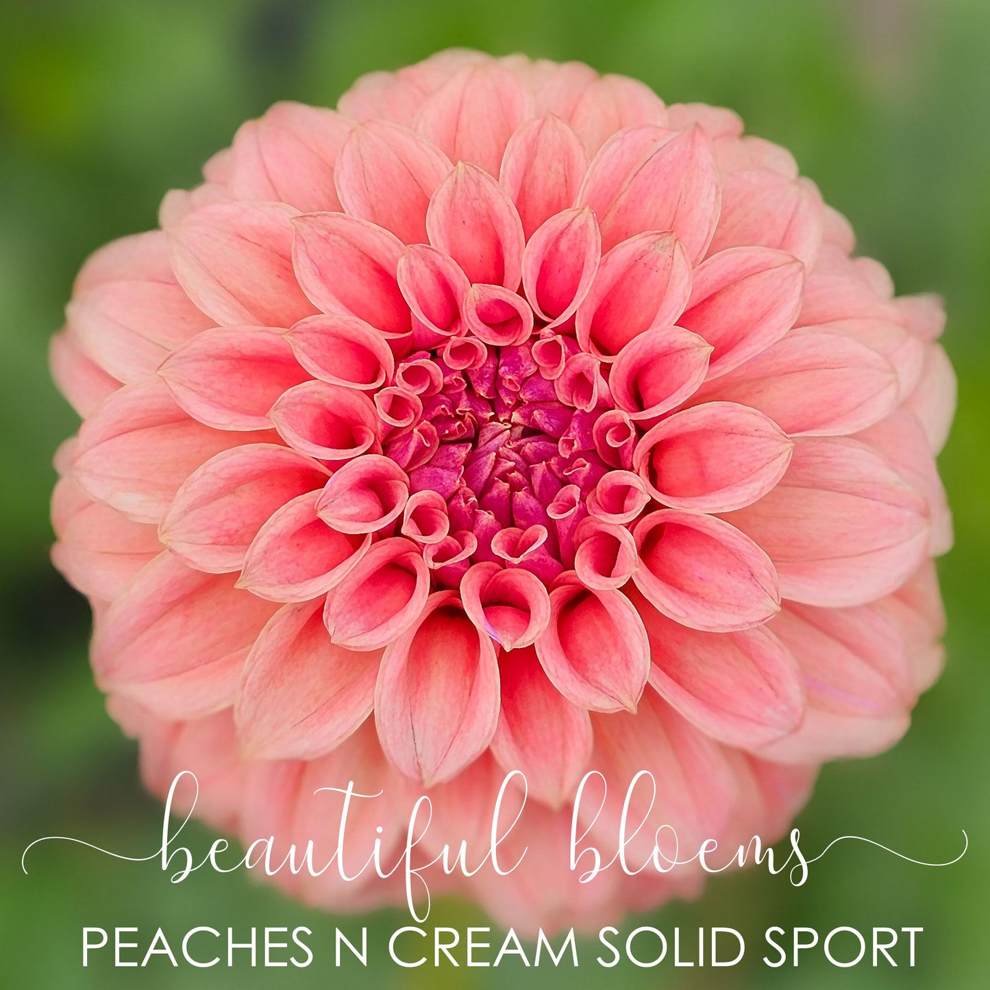 Peaches 'n Cream Sport