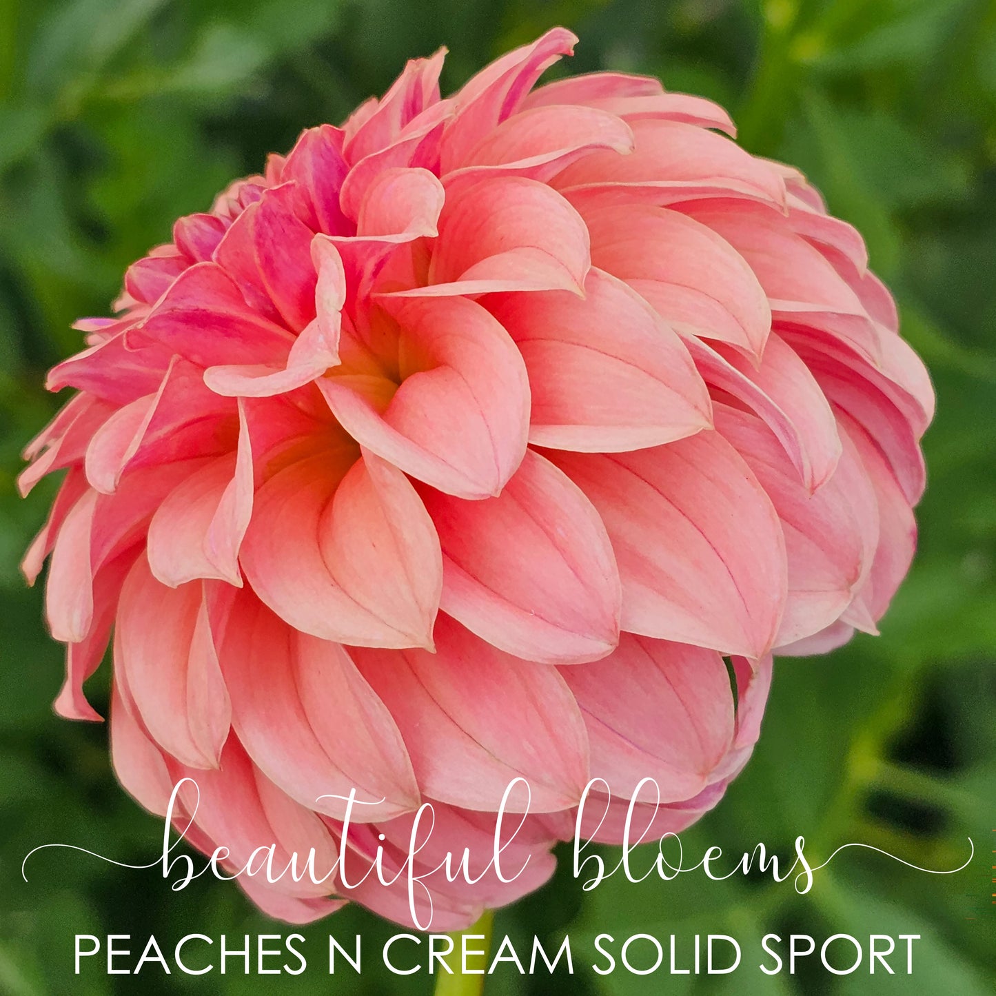Peaches 'n Cream Sport