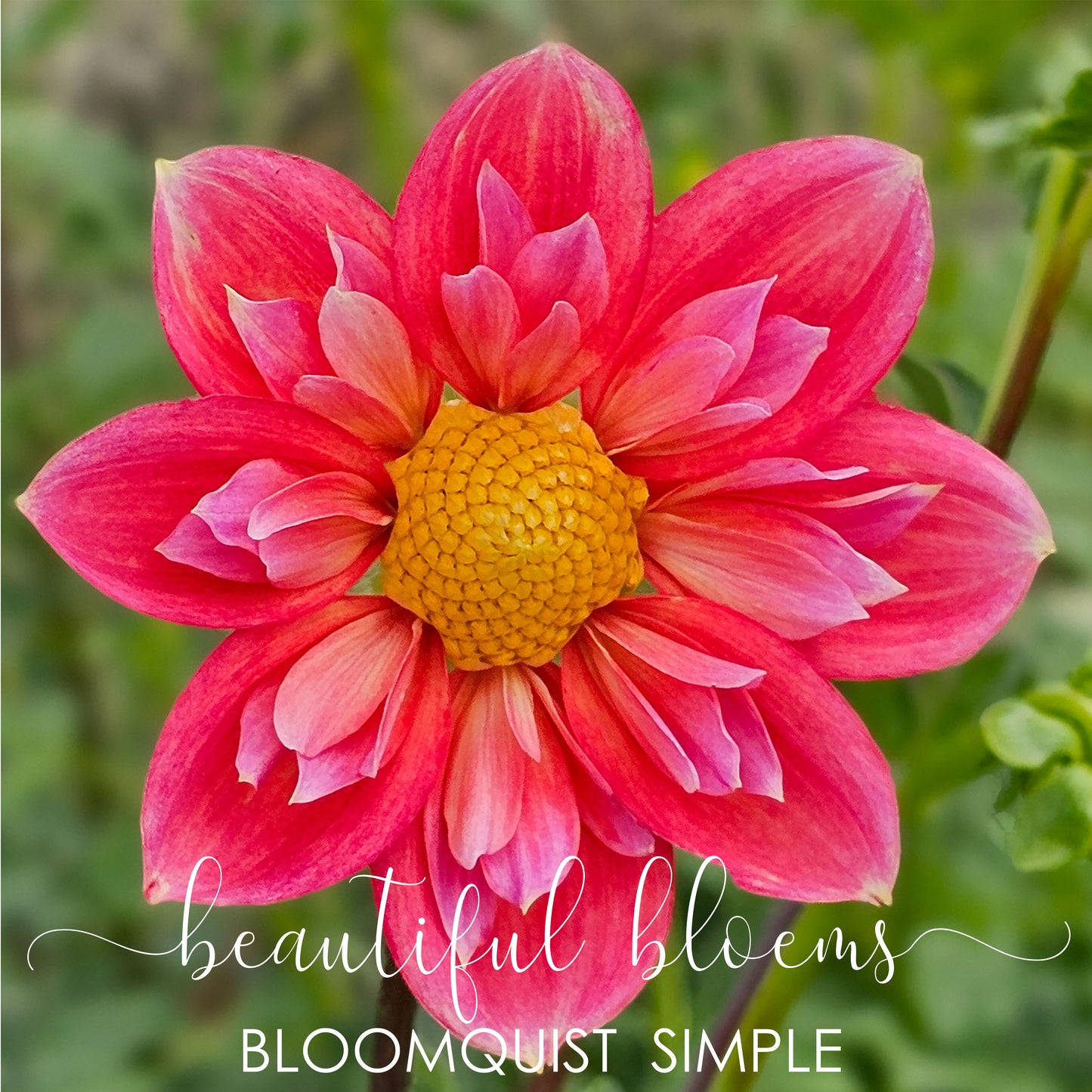 Bloomquist Simple
