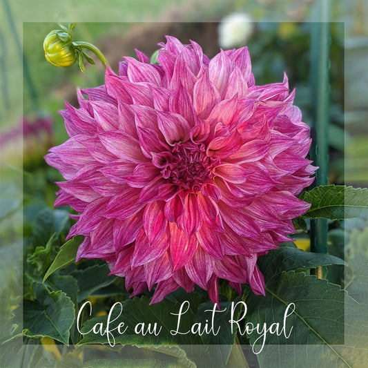 Cafe au Lait Royal