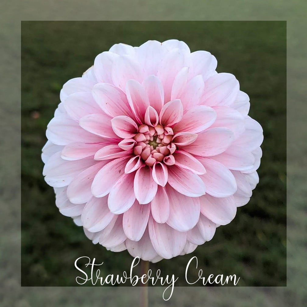 Strawberry Cream