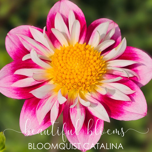 Bloomquist Catalina