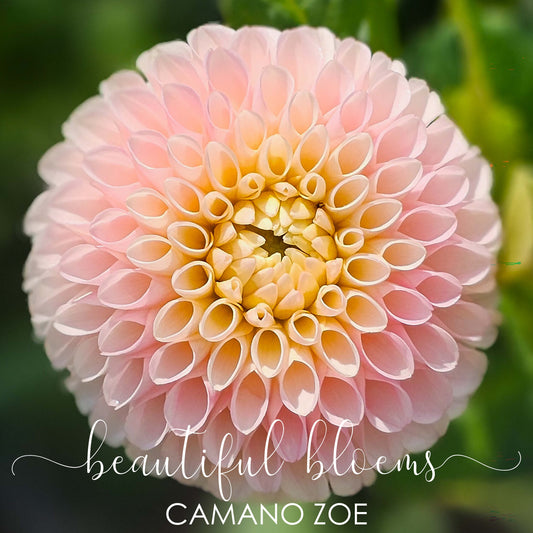 Camano Zoe