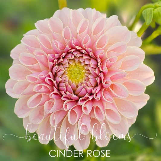Cinder Rose
