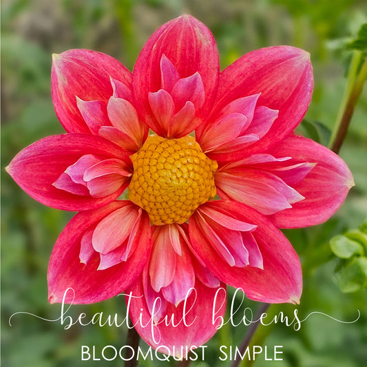 Bloomquist Simple