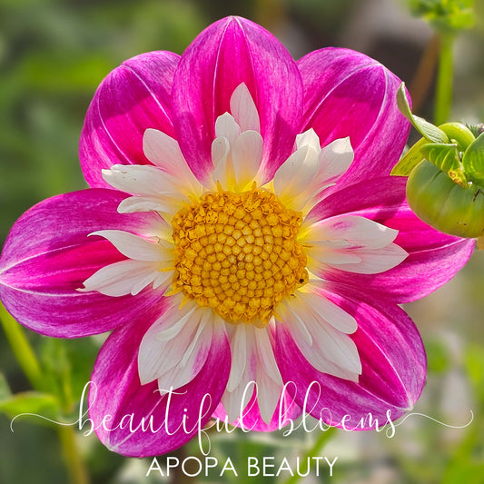 Apopa Beauty