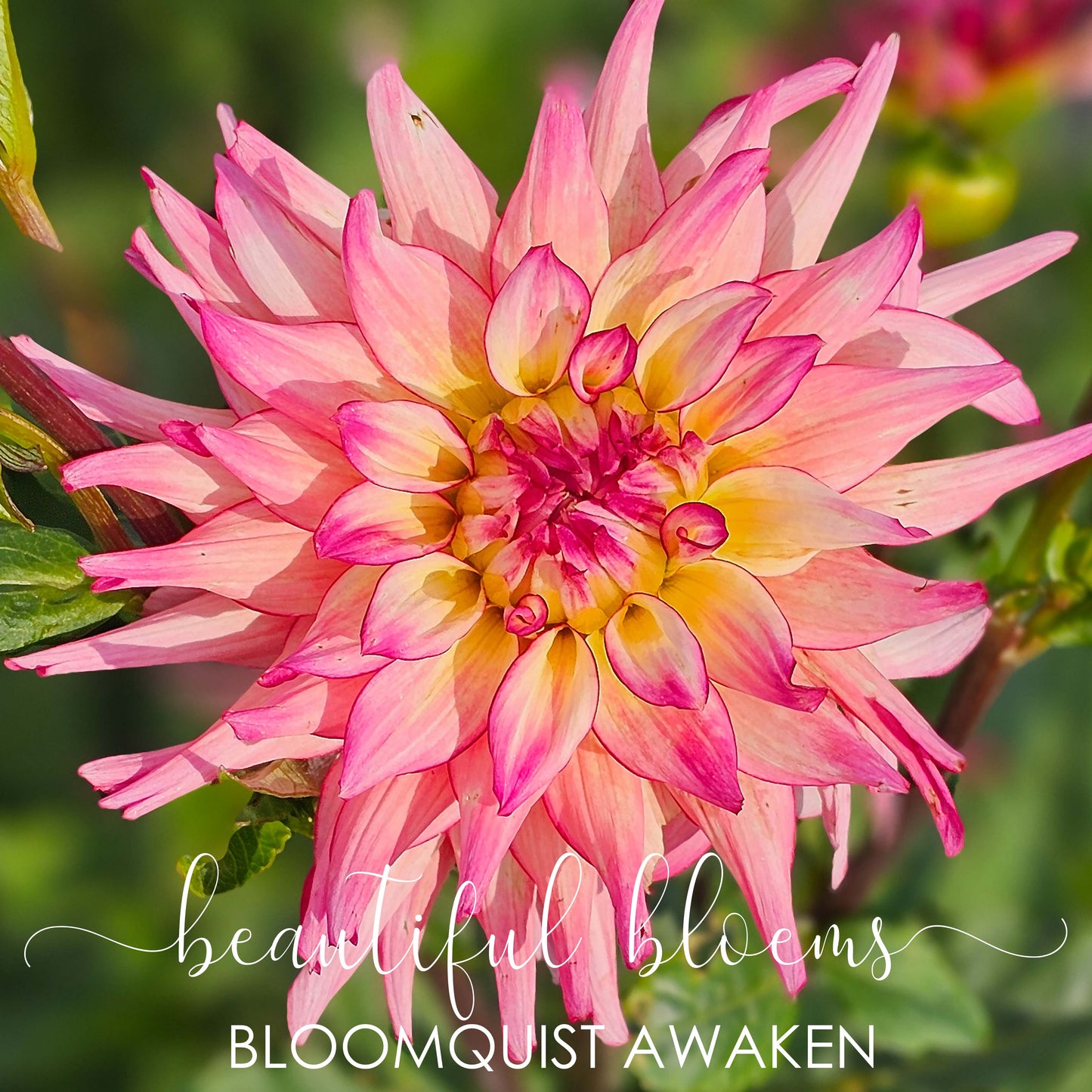 Bloomquist Awaken